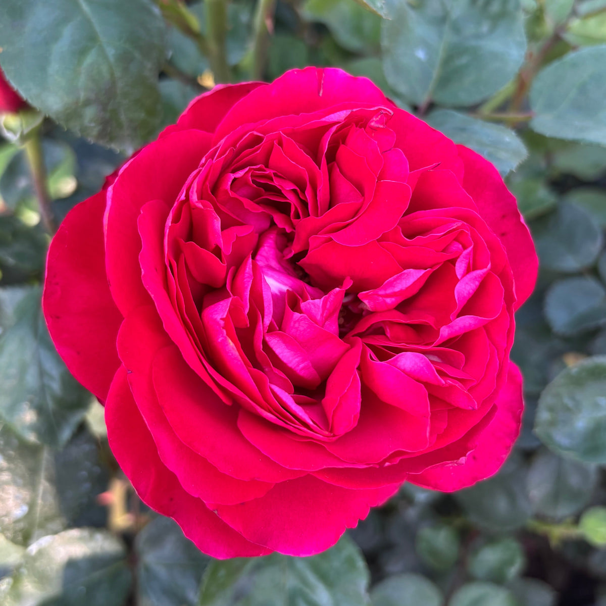 Rose - Tiamo