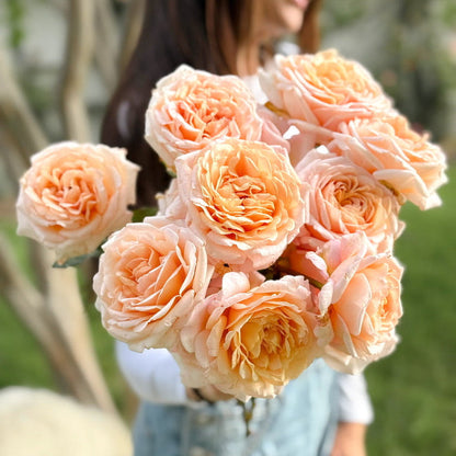 Rose - Parfuma Sunrise (a.k.a. Sespe Sunrise)