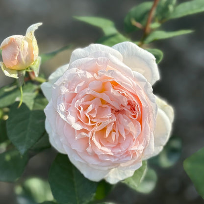 Rose - Parfuma Bliss