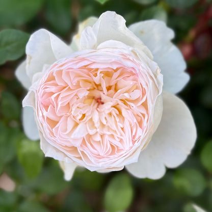 Rose - Bolero