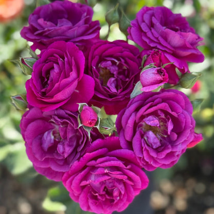 Rose - Purple Aura