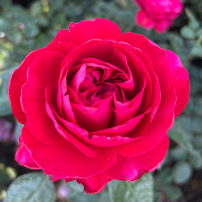 Rose - Tiamo
