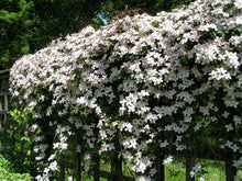 Load image into Gallery viewer, Fragrant Soft Pink Clematis Vine
