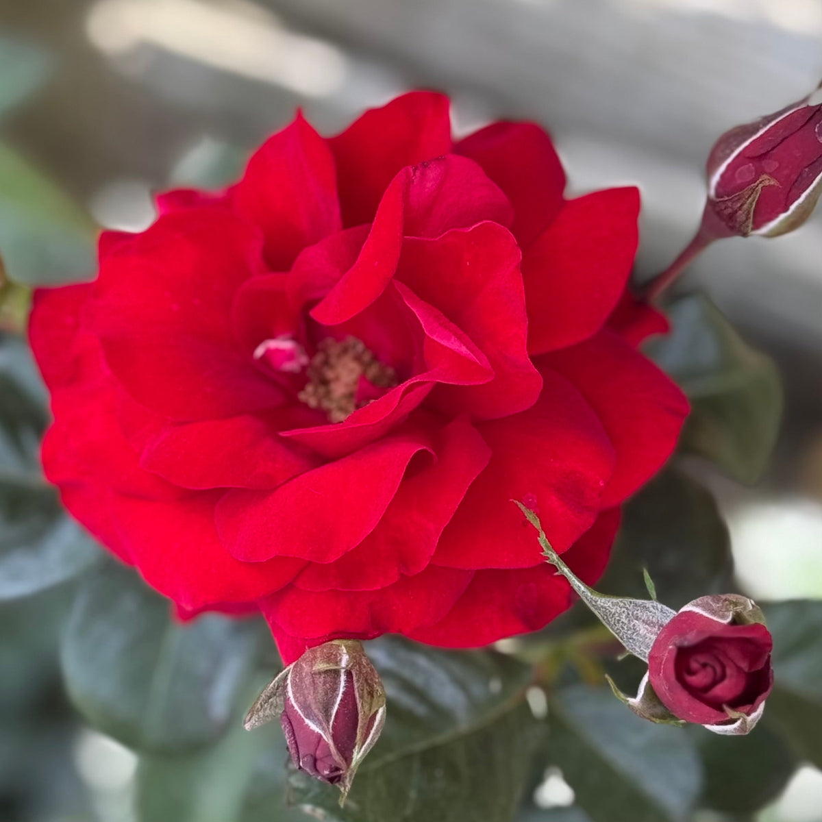 Rose - Preference