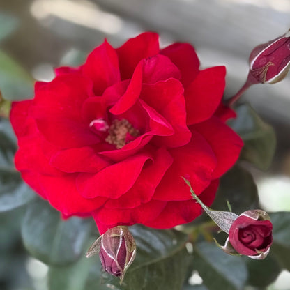Rose - Preference