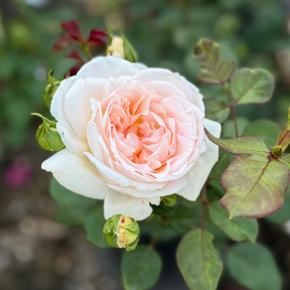 Rose - Parfuma Bliss