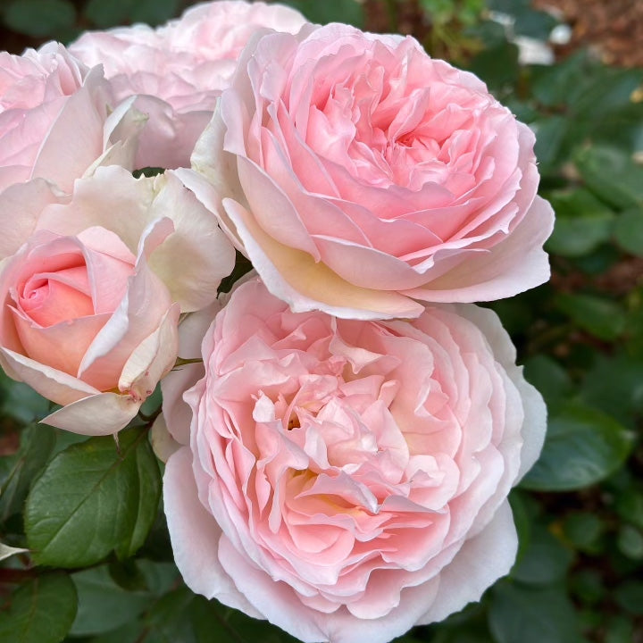 Rose - Parfuma Bliss