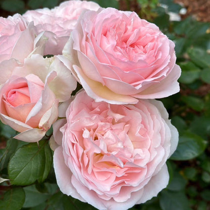 Rose - Parfuma Bliss