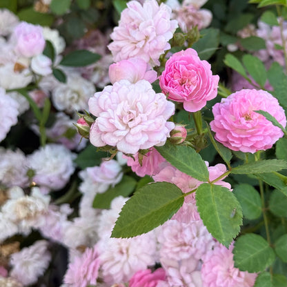 Rose - Pretty Polly Lavender