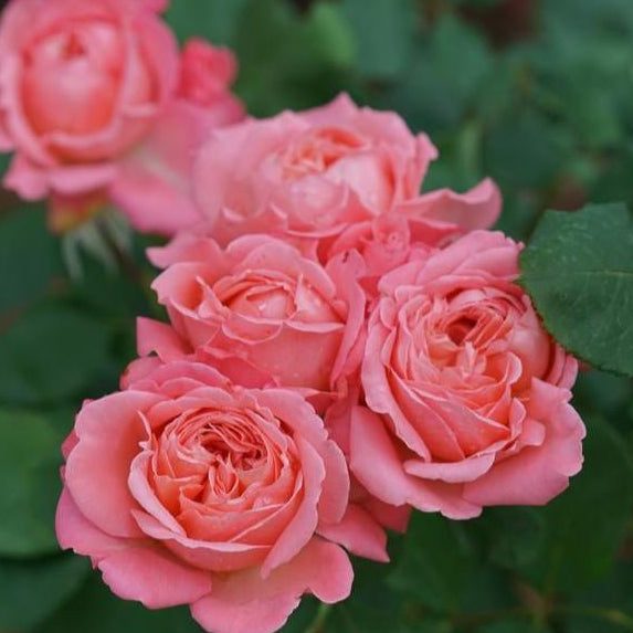 Rose - Proven Winners Reminiscent Coral Rose