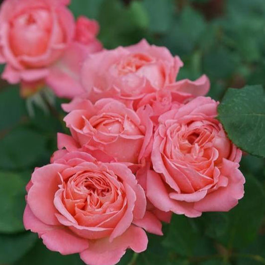 Rose - Proven Winners Reminiscent Coral Rose