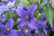 Load image into Gallery viewer, Clematis Sapphire Indigo - Non Vining - Long Blooming
