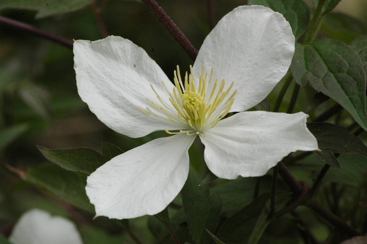 Clematis 'Montana Grandiflora' - Fragrant