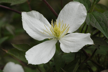 Clematis 'Montana Grandiflora' - Fragrant