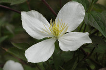 Load image into Gallery viewer, Clematis Flowering Vine - Fragrant Montana Grandiflora
