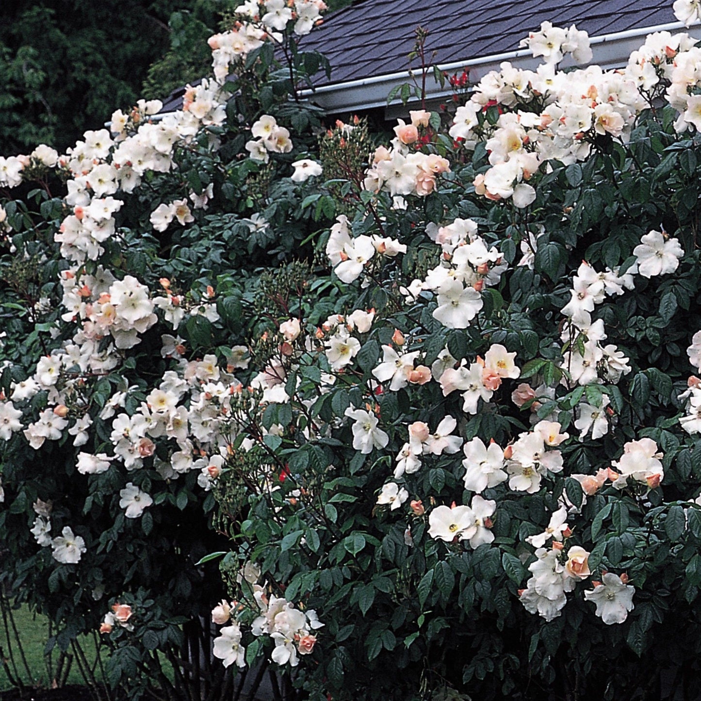 Rose - Climbing - Sally Holmes