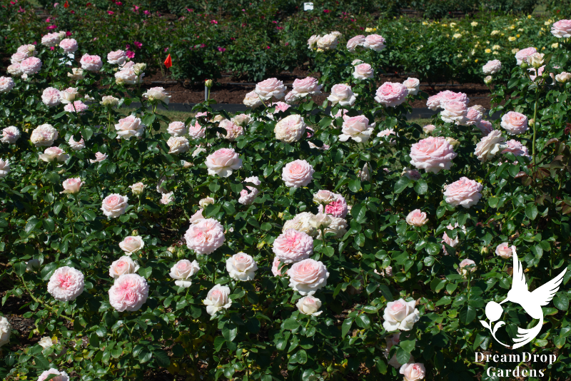 Rose - Prom Night