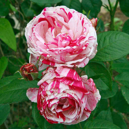 Rose - Scentimental