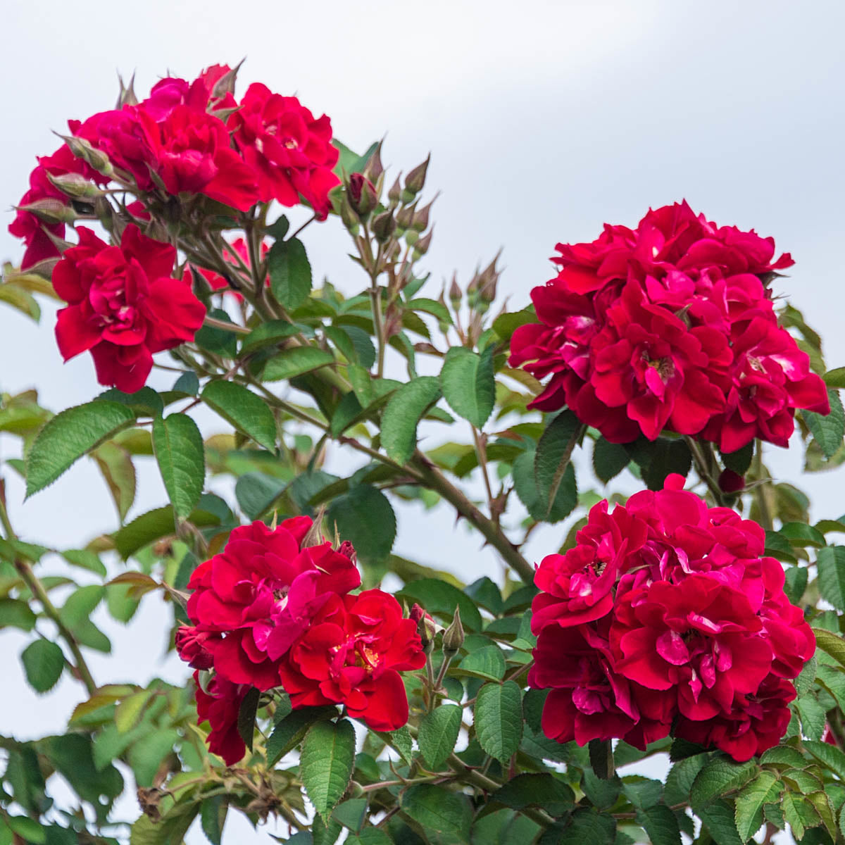 Rose - Don Juan