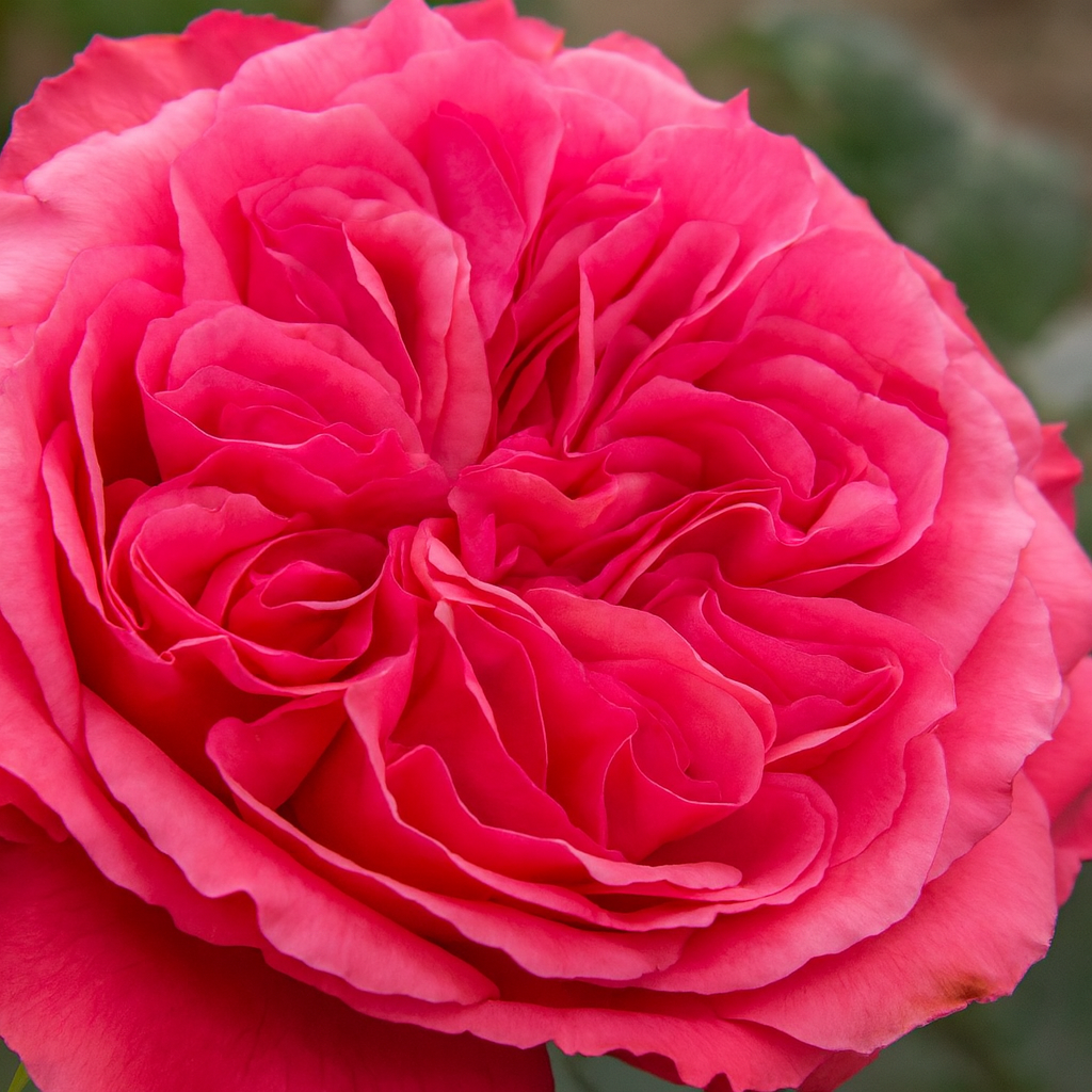 Rose - Loves Me, Loves Me Not