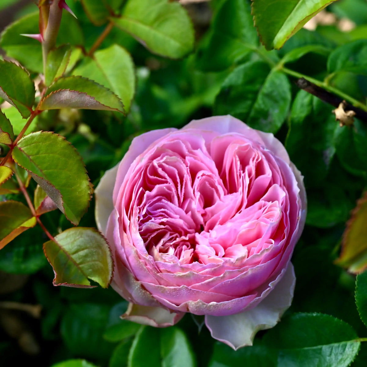 Rose - Pride of Jane