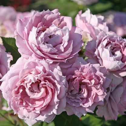 Rose - Poseidon