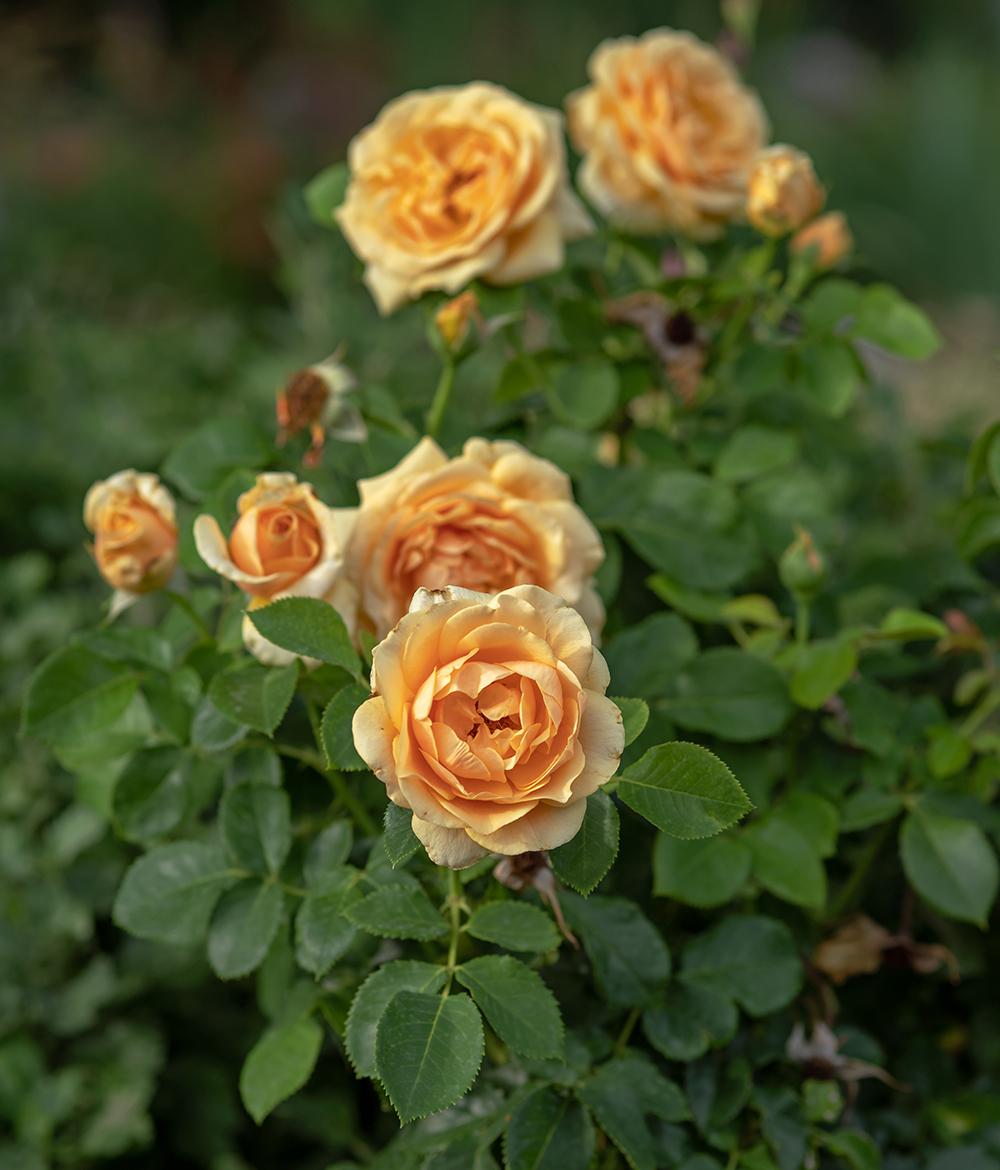 Rose - St Tropez - Floribunda