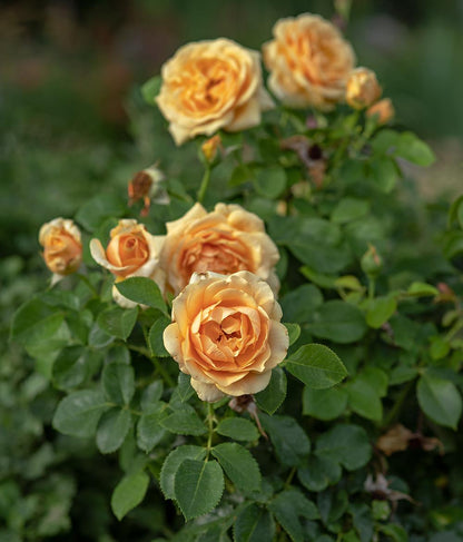 Rose - St Tropez - Floribunda