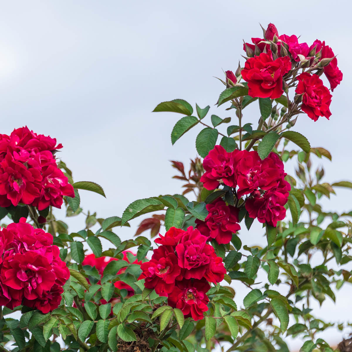 Rose - Don Juan