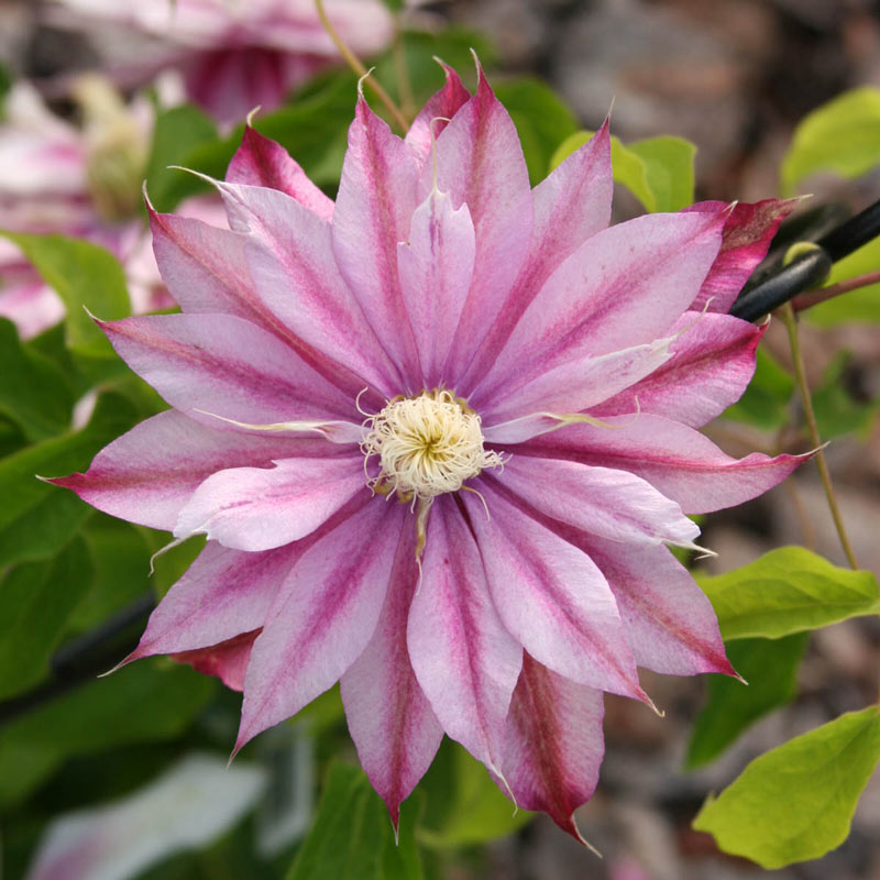 Clematis 'Phyllis' - Multi-Bloom Pink