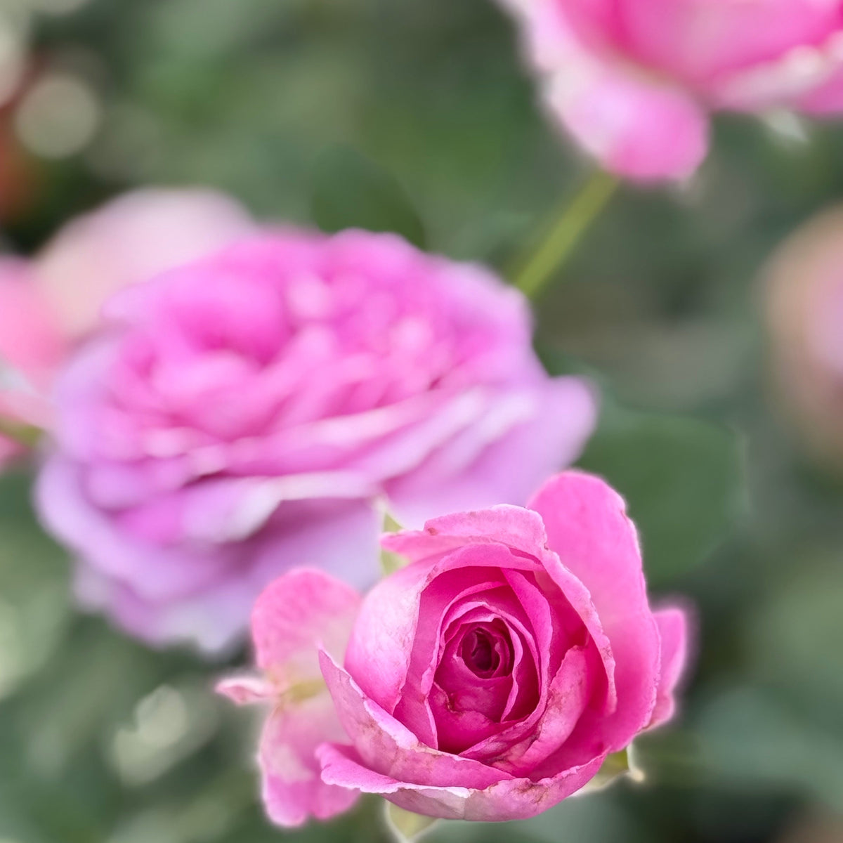 Rose - Raspberry Cupcake