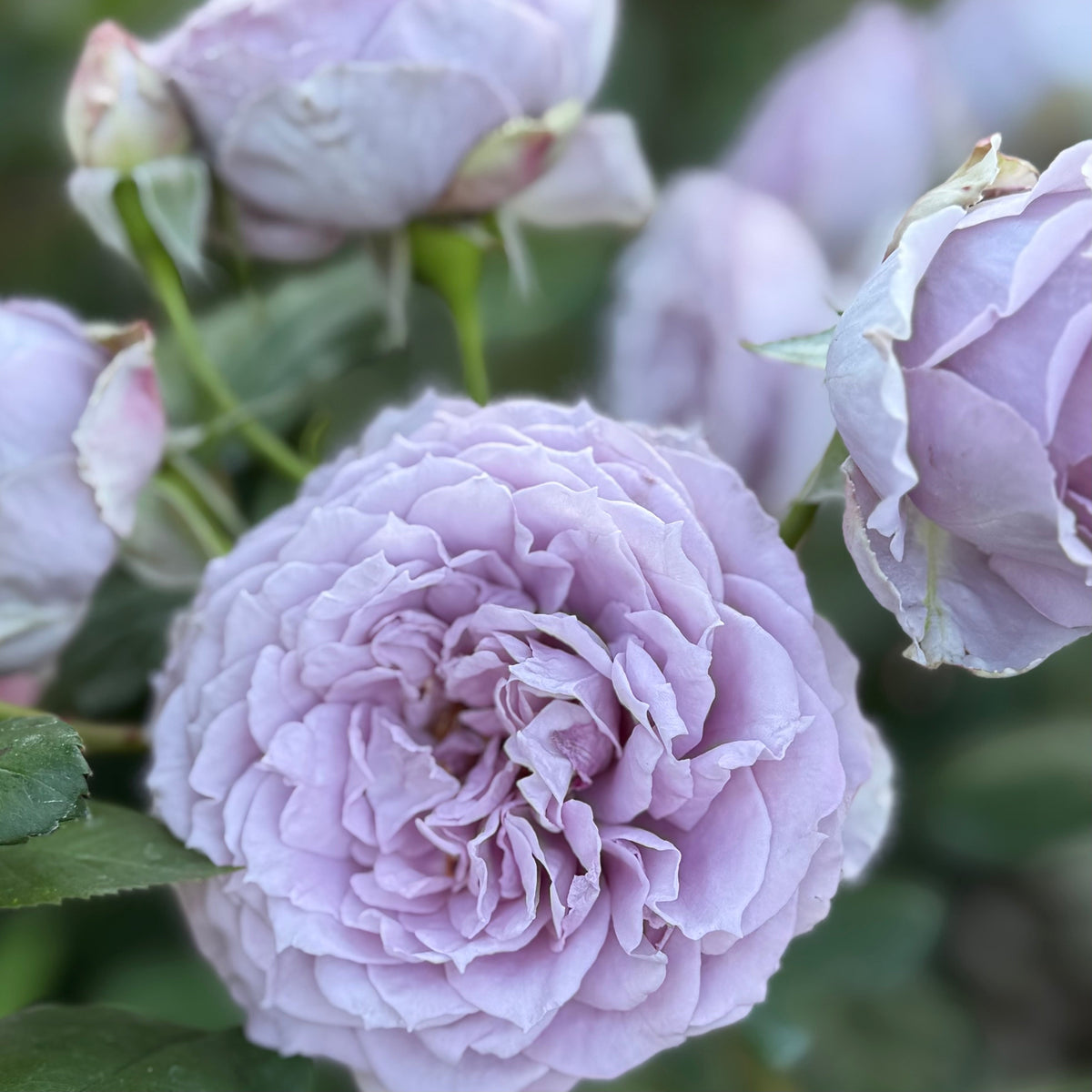 Rose - Poseidon