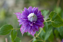 Load image into Gallery viewer, Clematis &#39;Diamantina&#39; AKA &#39;Rapunzel&#39;- Double Bloom - Award Winning Blooms
