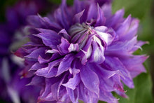 Load image into Gallery viewer, Clematis &#39;Diamantina&#39; AKA &#39;Rapunzel&#39;- Double Bloom - Award Winning Blooms
