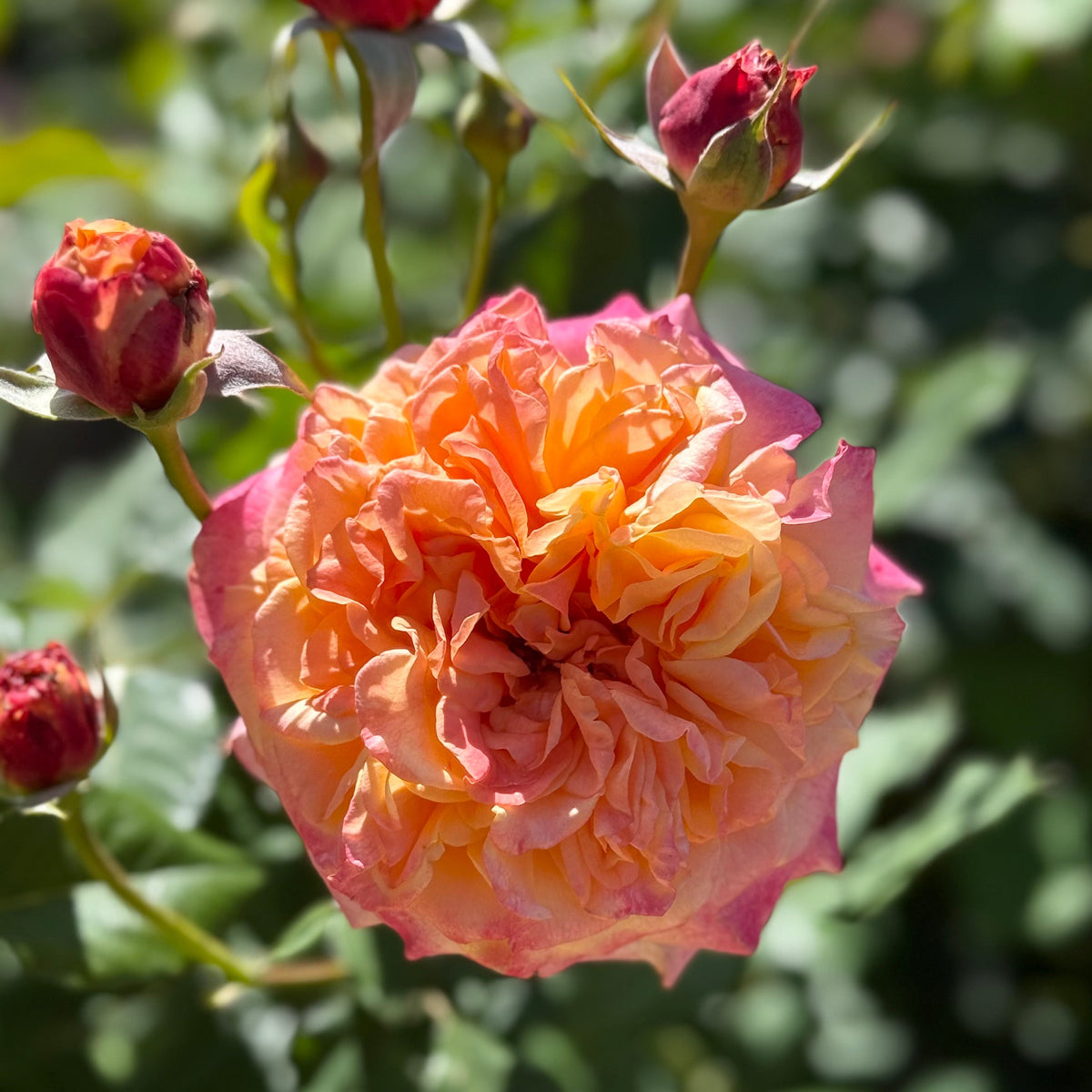 Rose - Sunbelt Crazy Love
