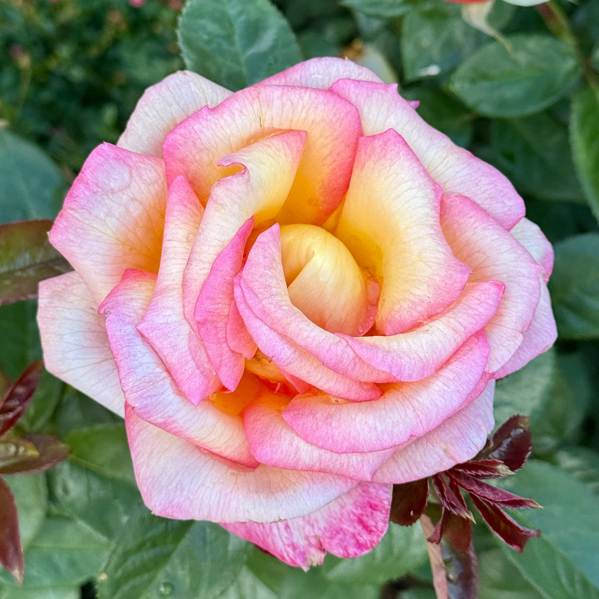 Rose - Sheila's Perfume