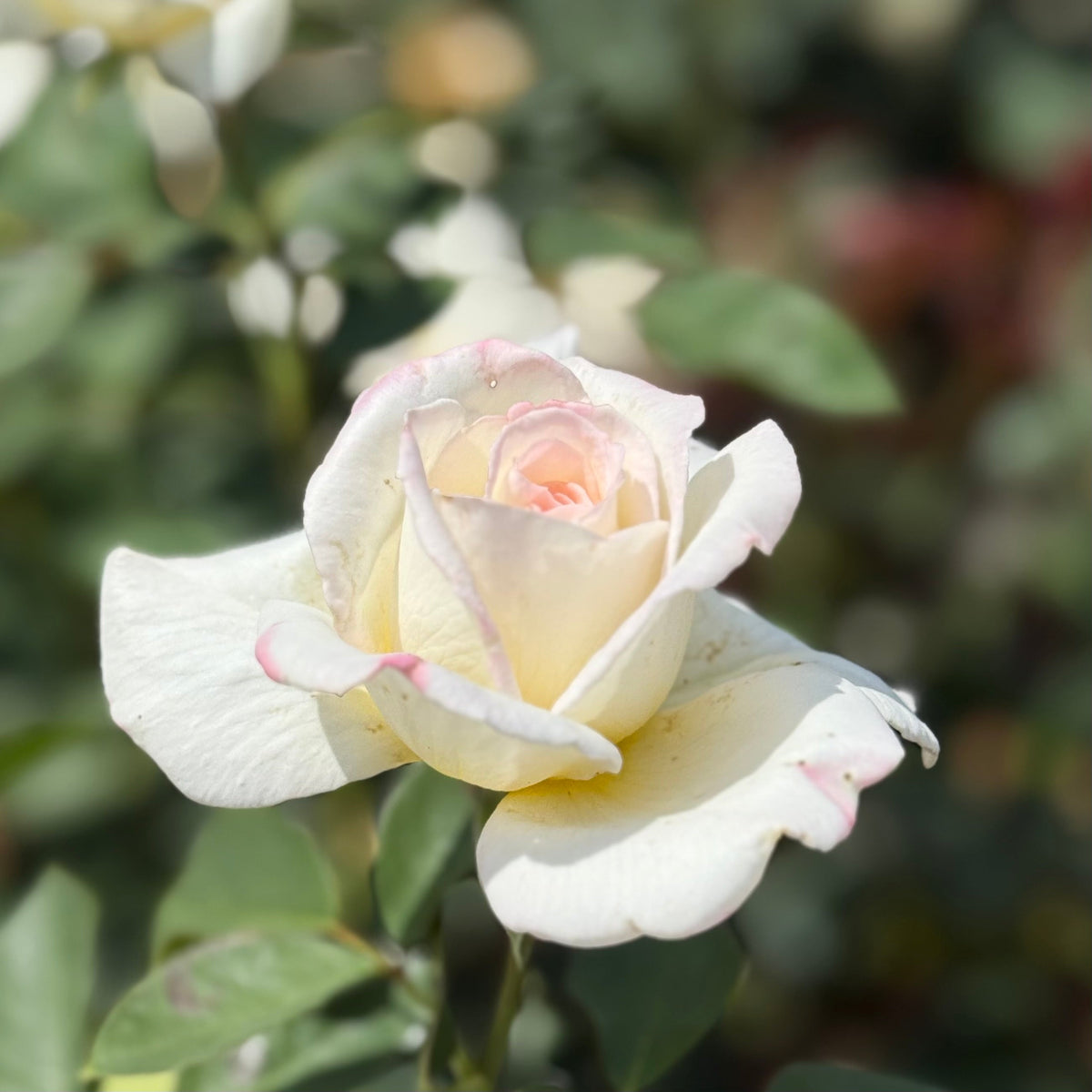 Rose - Secret's Out!