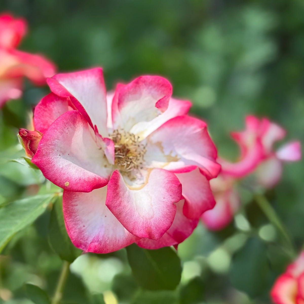 Rose - Betty Boop