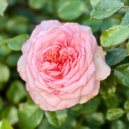 Rose - Sunbelt Savannah