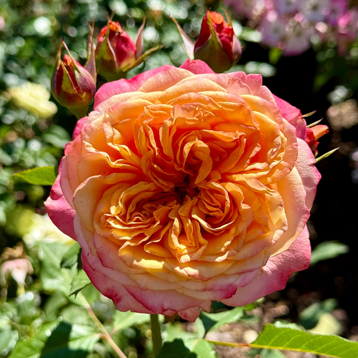 Rose - Sunbelt Crazy Love