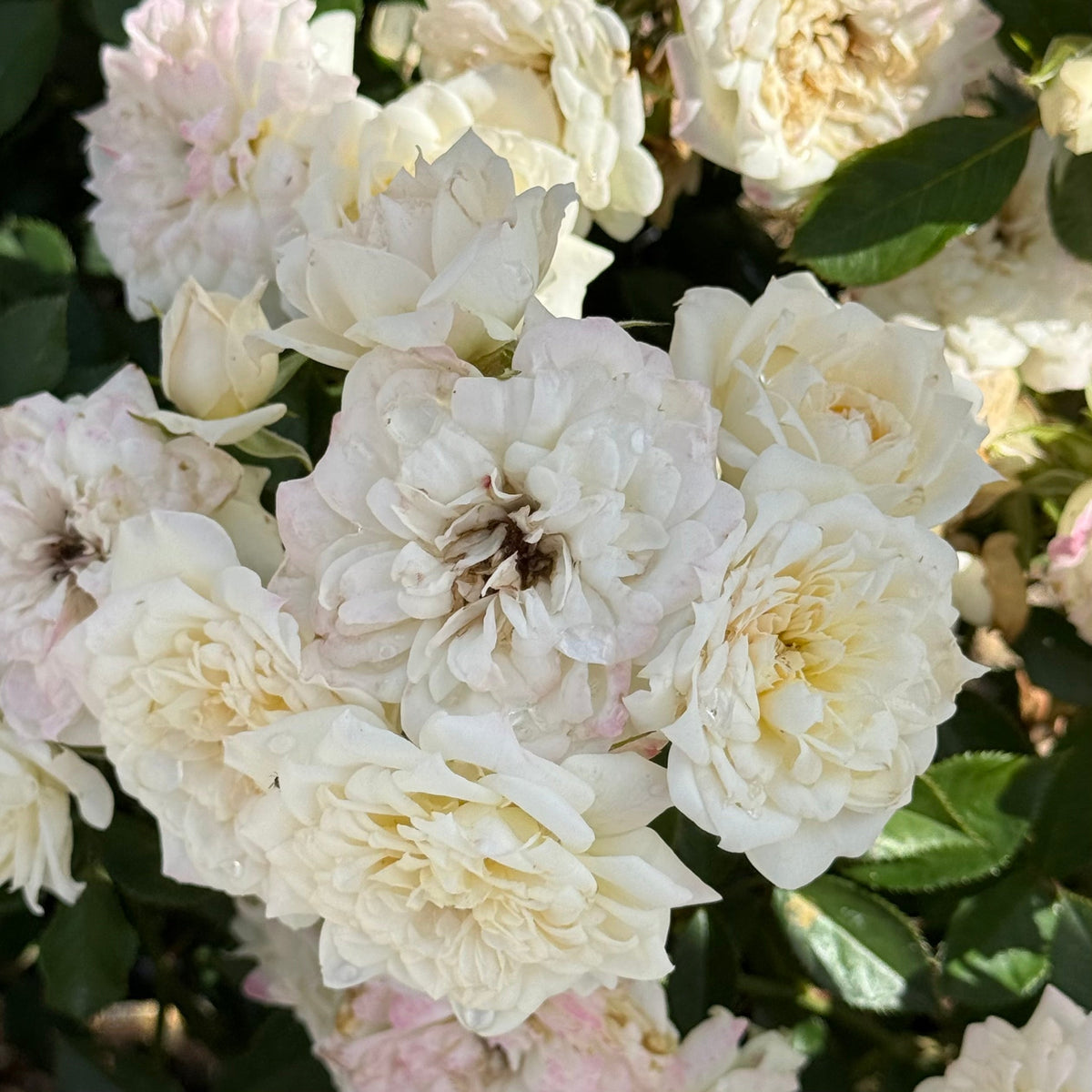 Rose - Bridal Sunblaze
