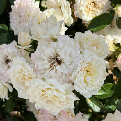 Rose - Bridal Sunblaze