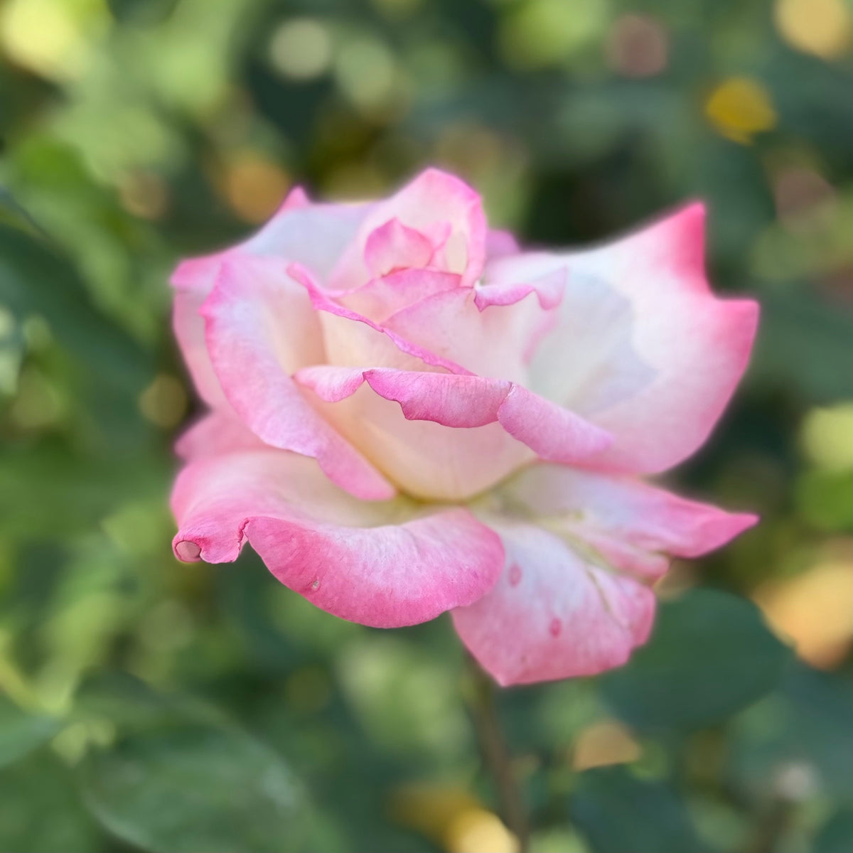 Rose - Secret
