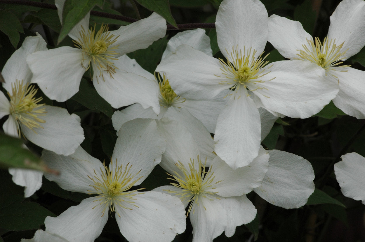 Clematis 'Montana Grandiflora' - Fragrant