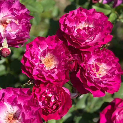 Rose - Wild Blue Yonder