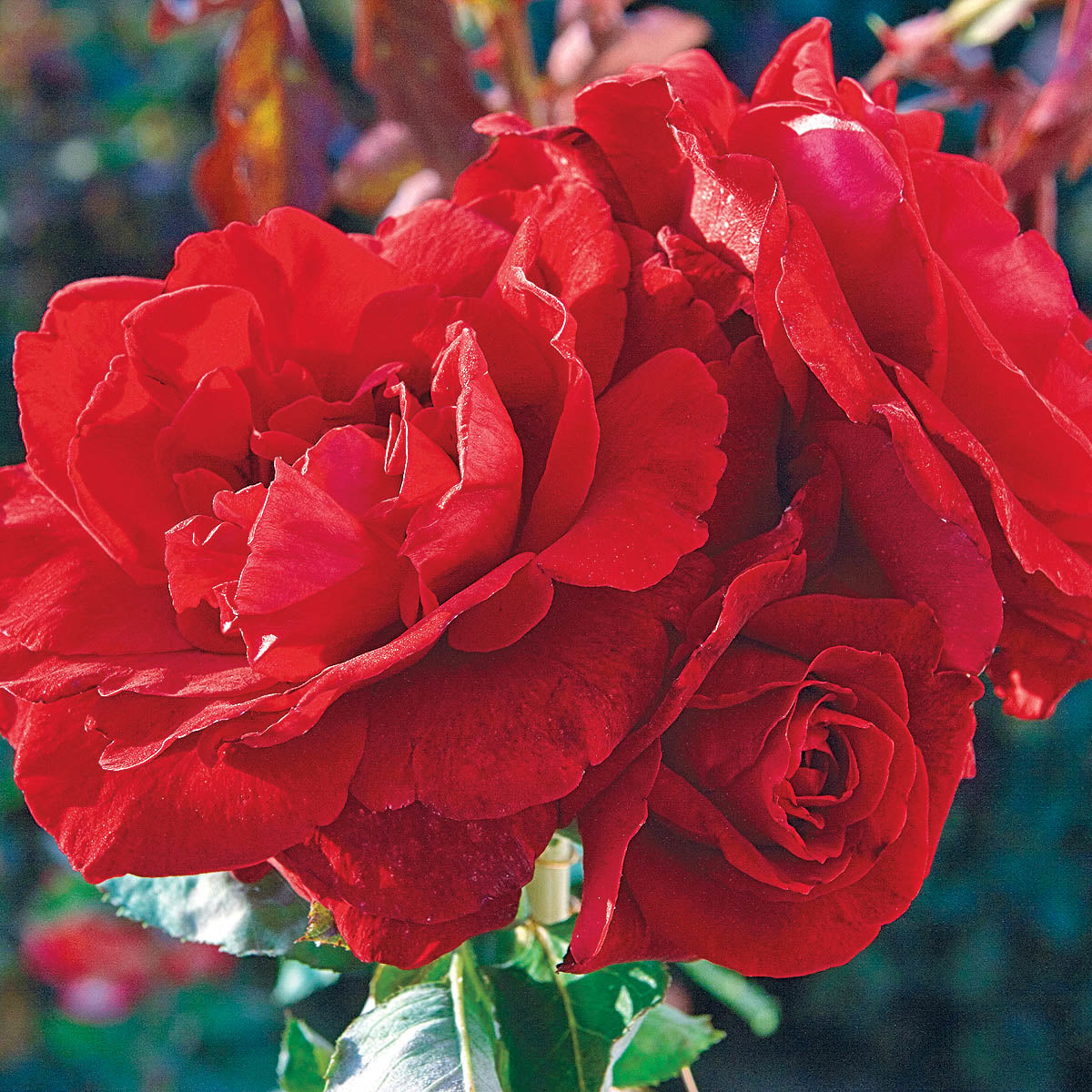 Rose - Don Juan