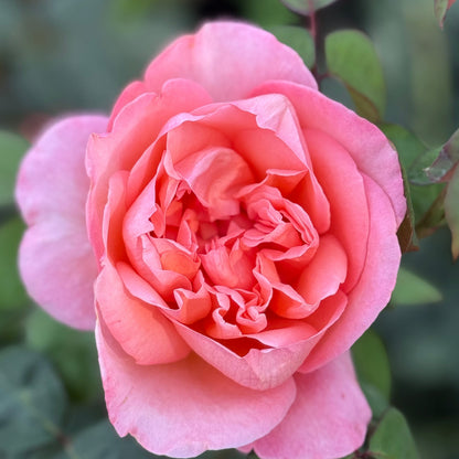 Rose - Sweet Mademoiselle
