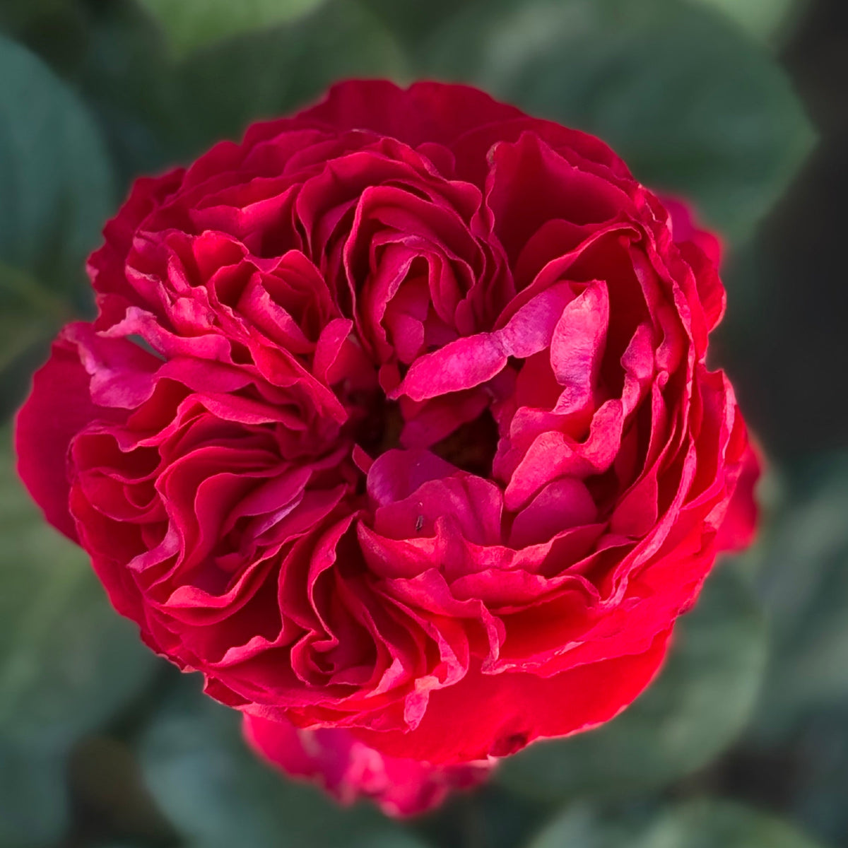 Rose - Traviata