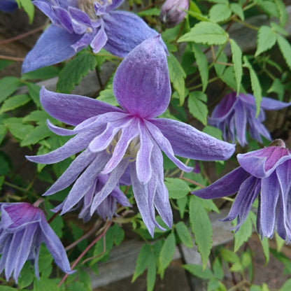 Clematis 'Alpina Blue Dancer'