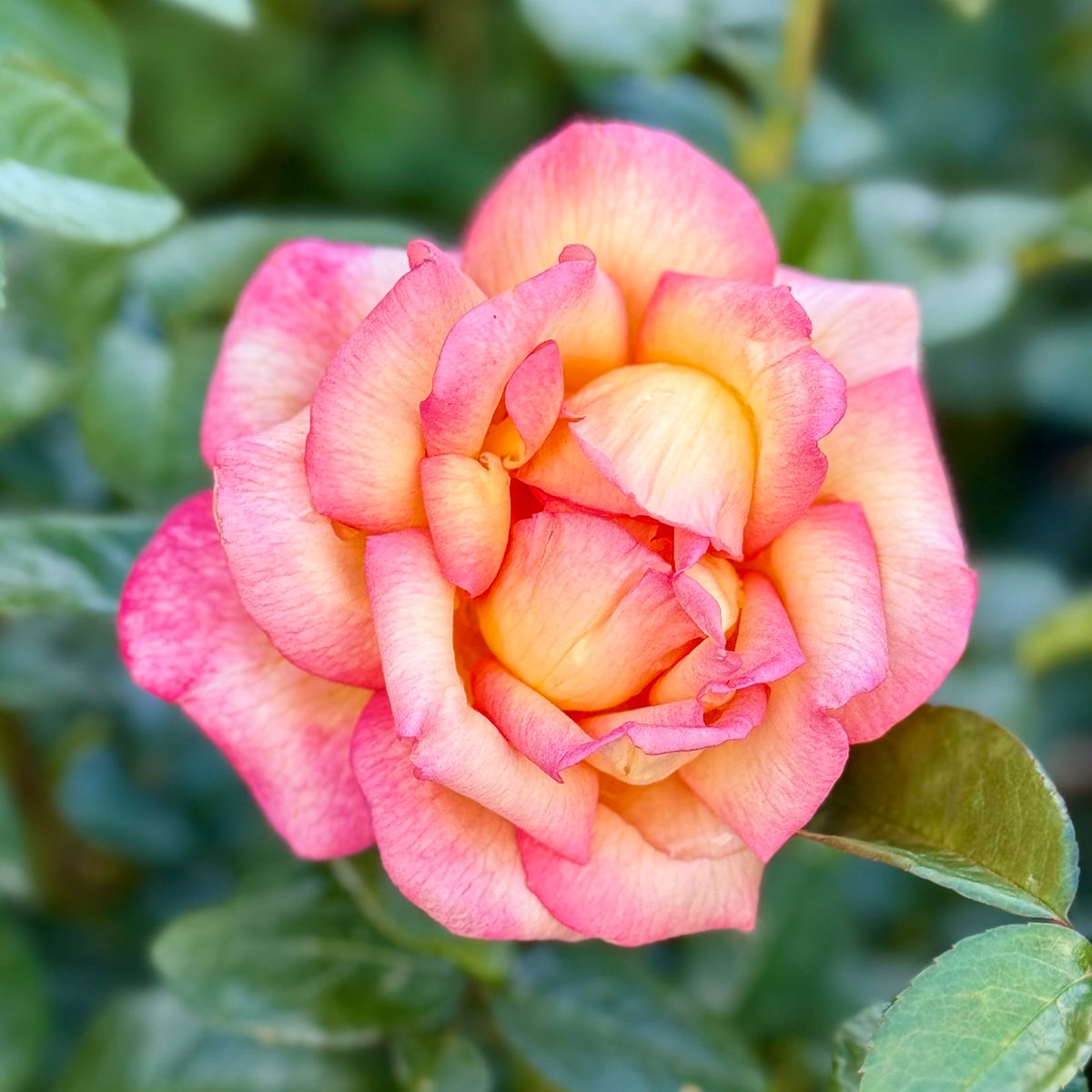 Rose - Sheila's Perfume